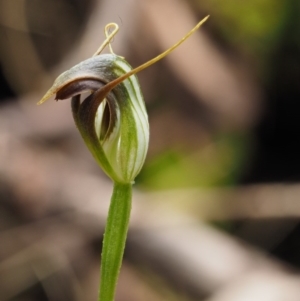 Pterostylis pedunculata at Cotter River, ACT - 24 Sep 2016