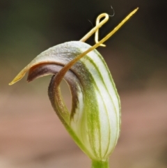 Pterostylis pedunculata at Cotter River, ACT - 24 Sep 2016