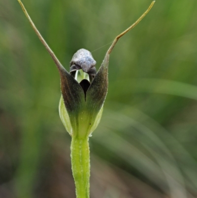 Pterostylis pedunculata (Maroonhood) at Cotter River, ACT - 24 Sep 2016 by KenT