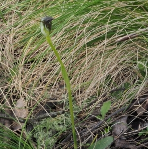 Pterostylis pedunculata at Cotter River, ACT - 24 Sep 2016