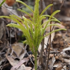 Lycopodium deuterodensum at Cotter River, ACT - 24 Sep 2016