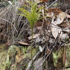 Lycopodium deuterodensum at Cotter River, ACT - 24 Sep 2016