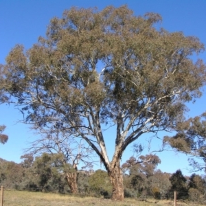 Eucalyptus melliodora at Calwell, ACT - 13 Jun 2010