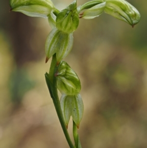 Bunochilus montanus at Cotter River, ACT - 24 Sep 2016