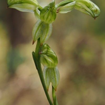 Bunochilus montanus (ACT) = Pterostylis jonesii (NSW) (Montane Leafy Greenhood) at Cotter River, ACT - 24 Sep 2016 by KenT