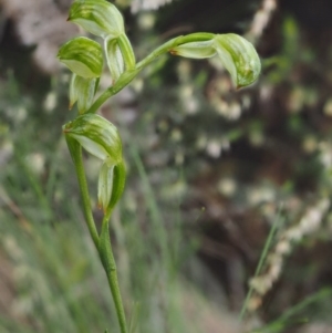 Bunochilus montanus at Cotter River, ACT - 24 Sep 2016