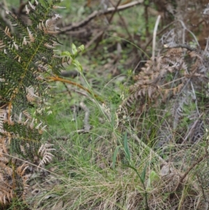 Bunochilus montanus at Cotter River, ACT - 24 Sep 2016