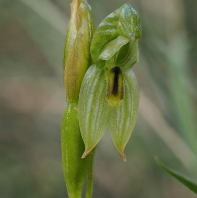Bunochilus umbrinus (ACT) = Pterostylis umbrina (NSW) (Broad-sepaled Leafy Greenhood) at  - suppressed by KenT