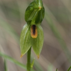 Bunochilus umbrinus (ACT) = Pterostylis umbrina (NSW) at suppressed - suppressed