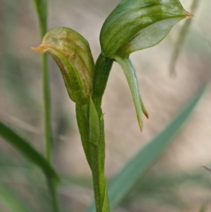 Bunochilus umbrinus (ACT) = Pterostylis umbrina (NSW) at suppressed - suppressed