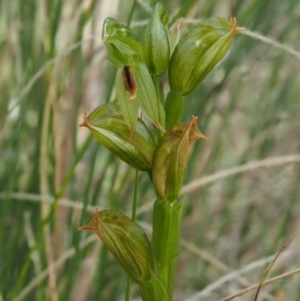 Bunochilus umbrinus (ACT) = Pterostylis umbrina (NSW) at suppressed - suppressed