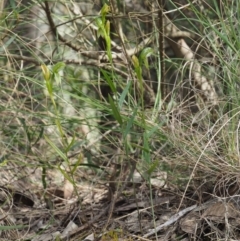 Bunochilus umbrinus (ACT) = Pterostylis umbrina (NSW) at suppressed - suppressed