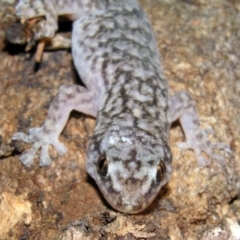 Christinus marmoratus (Southern Marbled Gecko) at Chifley, ACT - 21 Jan 2012 by MatthewFrawley