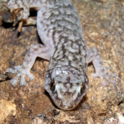 Christinus marmoratus (Southern Marbled Gecko) at Chifley, ACT - 22 Jan 2012 by MatthewFrawley