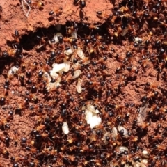 Camponotus consobrinus at Red Hill, ACT - 2 Oct 2016 11:05 AM