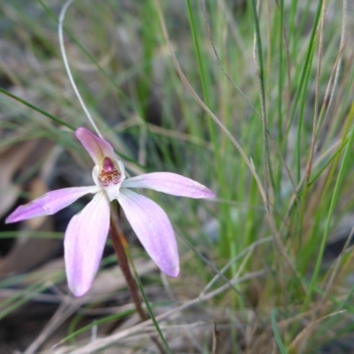 Caladenia fuscata (Dusky Fingers) at Point 5811 - 26 Sep 2016 by JanetRussell