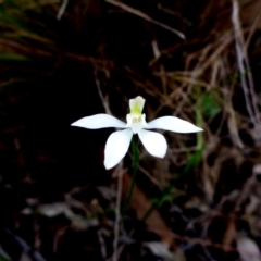 Caladenia fuscata (Dusky Fingers) at Point 5809 - 26 Sep 2016 by JanetRussell
