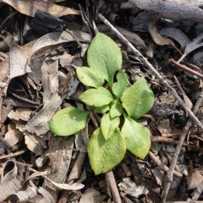 Speculantha rubescens (Blushing Tiny Greenhood) at Point 5811 - 26 Sep 2016 by JanetRussell
