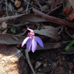 Cyanicula caerulea at Point 5747 - suppressed