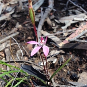 Caladenia fuscata at Point 5747 - suppressed