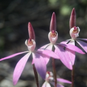 Caladenia fuscata at Canberra Central, ACT - suppressed