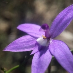 Glossodia major (Wax Lip Orchid) at Canberra Central, ACT - 2 Oct 2016 by JasonC