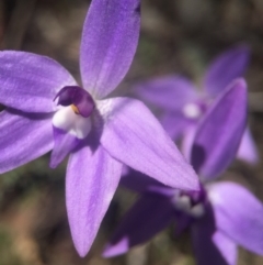 Glossodia major (Wax Lip Orchid) at Canberra Central, ACT - 2 Oct 2016 by JasonC