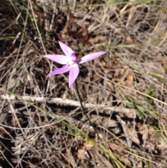 Glossodia major (Wax Lip Orchid) at Acton, ACT - 2 Oct 2016 by GrahamW