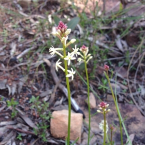 Stackhousia monogyna at Acton, ACT - 2 Oct 2016