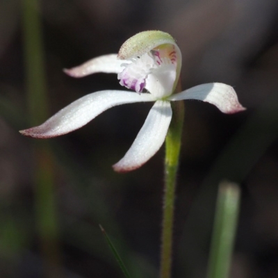 Caladenia ustulata (Brown Caps) at Acton, ACT - 1 Oct 2016 by David