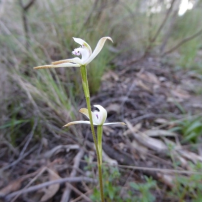 Caladenia ustulata (Brown Caps) at O'Connor, ACT - 26 Sep 2016 by JanetRussell