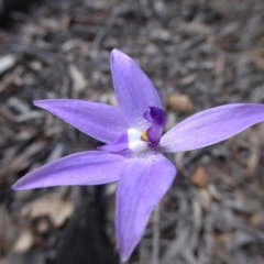 Glossodia major (Wax Lip Orchid) at Point 5811 - 26 Sep 2016 by JanetRussell