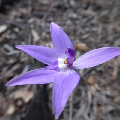 Glossodia major (Wax Lip Orchid) at Point 5811 - 26 Sep 2016 by JanetRussell