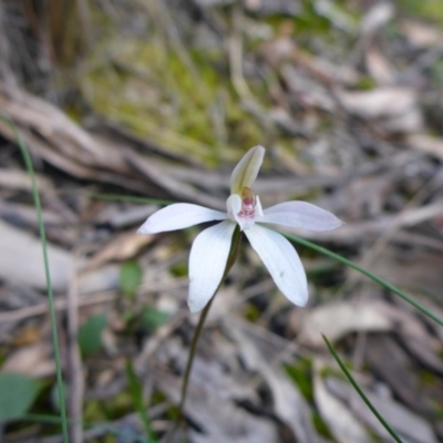 Caladenia fuscata (Dusky Fingers) at O'Connor, ACT - 26 Sep 2016 by JanetRussell