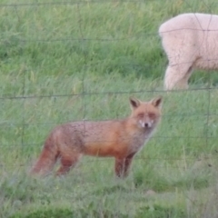 Vulpes vulpes (Red Fox) at Paddys River, ACT - 2 Oct 2016 by michaelb