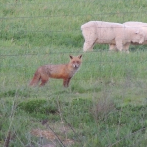 Vulpes vulpes at Paddys River, ACT - 2 Oct 2016