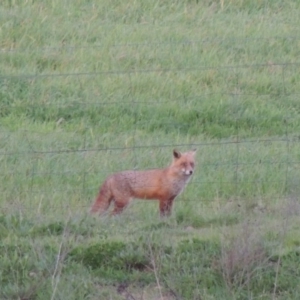 Vulpes vulpes at Paddys River, ACT - 2 Oct 2016