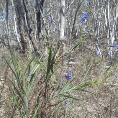 Stypandra glauca (Nodding Blue Lily) at Jerrabomberra, NSW - 2 Oct 2016 by snowbatplants@bigpond.com