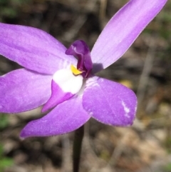 Glossodia major (Wax Lip Orchid) at Canberra Central, ACT - 1 Oct 2016 by ibaird