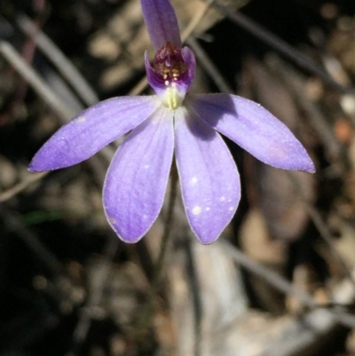 Cyanicula caerulea (Blue Fingers, Blue Fairies) at Point 79 - 2 Oct 2016 by ibaird