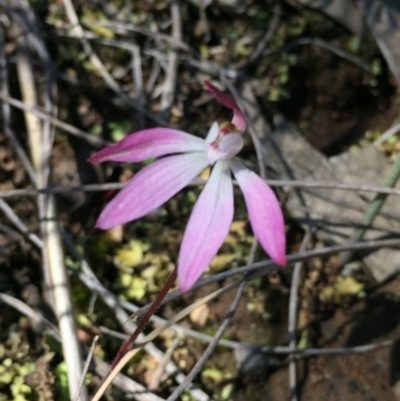 Caladenia fuscata (Dusky Fingers) at Point 79 - 2 Oct 2016 by ibaird