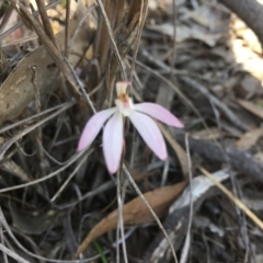 Caladenia fuscata (Dusky Fingers) at Canberra Central, ACT - 2 Oct 2016 by ibaird