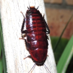 Melanozosteria sp. (genus) (A native cockroach) at Conder, ACT - 29 Apr 2016 by MichaelBedingfield