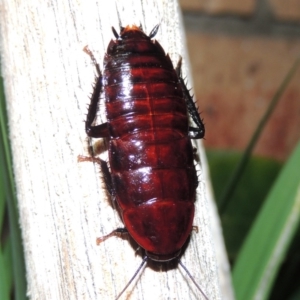 Melanozosteria sp. (genus) at Conder, ACT - 29 Apr 2016