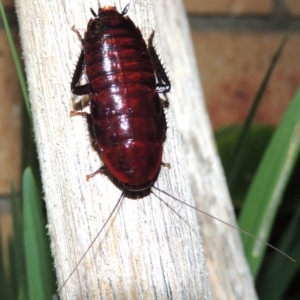 Melanozosteria sp. (genus) at Conder, ACT - 29 Apr 2016