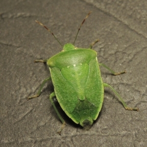 Nezara viridula at Conder, ACT - 2 Apr 2016