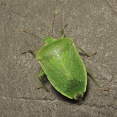 Nezara viridula at Conder, ACT - 2 Apr 2016