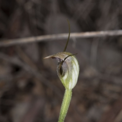 Pterostylis pedunculata (Maroonhood) at Point 4081 - 2 Oct 2016 by DerekC