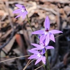 Glossodia major (Wax Lip Orchid) at Canberra Central, ACT - 2 Oct 2016 by petersan