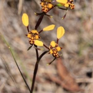 Diuris pardina at Canberra Central, ACT - suppressed